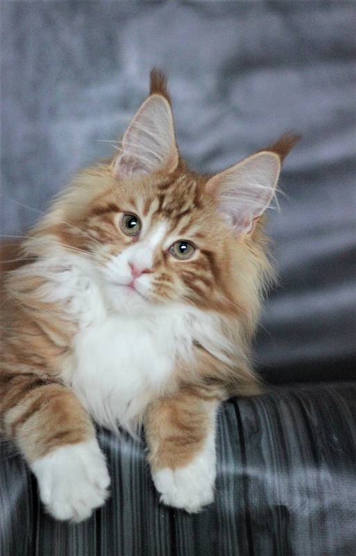 Monterini Ti Rex - Kitten maine-coon 3 months 3.5 weeks