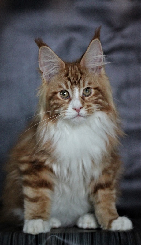 Monterini Ti Rex - Kitten maine-coon 3 months 3.5 weeks