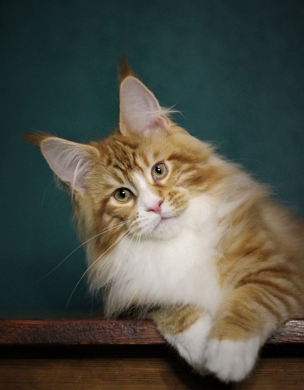 Monterini Ti Rex - Kitten maine-coon 4 months 1 week