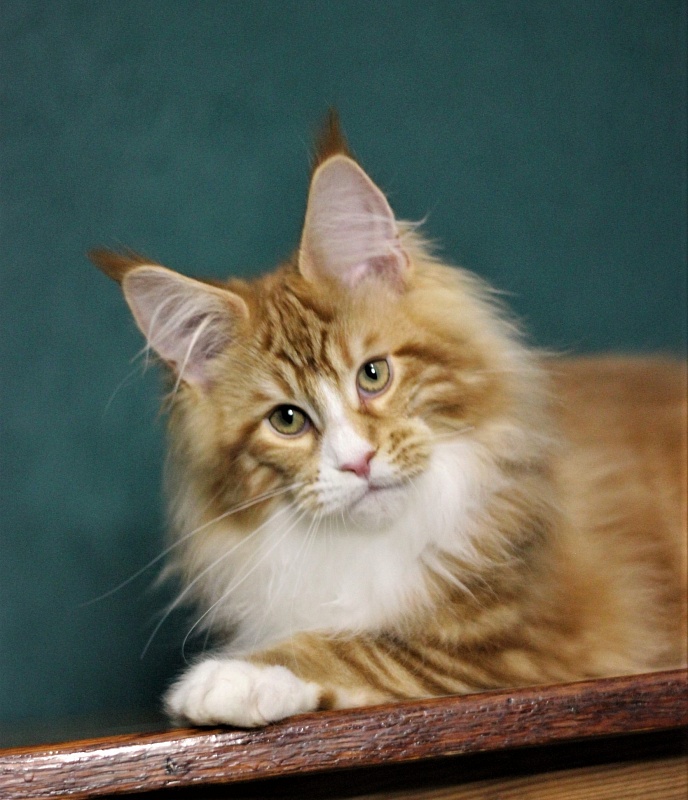 Monterini Ti Rex - Kitten maine-coon 4 months 1 week