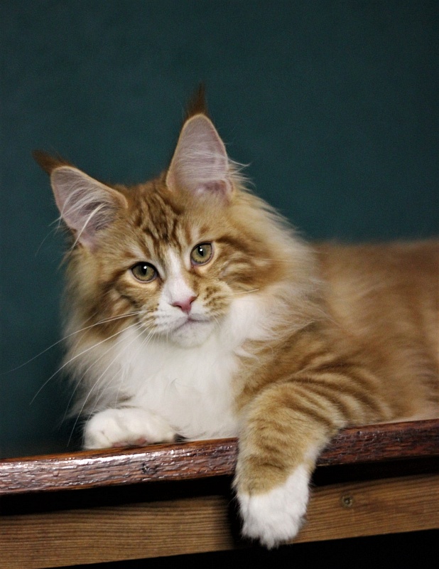 Monterini Ti Rex - Kitten maine-coon 4 months 1 week