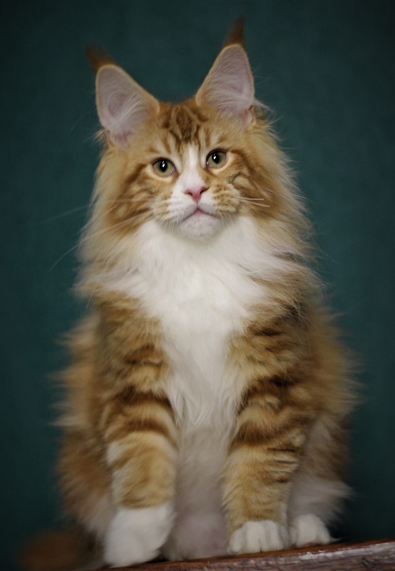Monterini Ti Rex - Kitten maine-coon 4 months 1 week