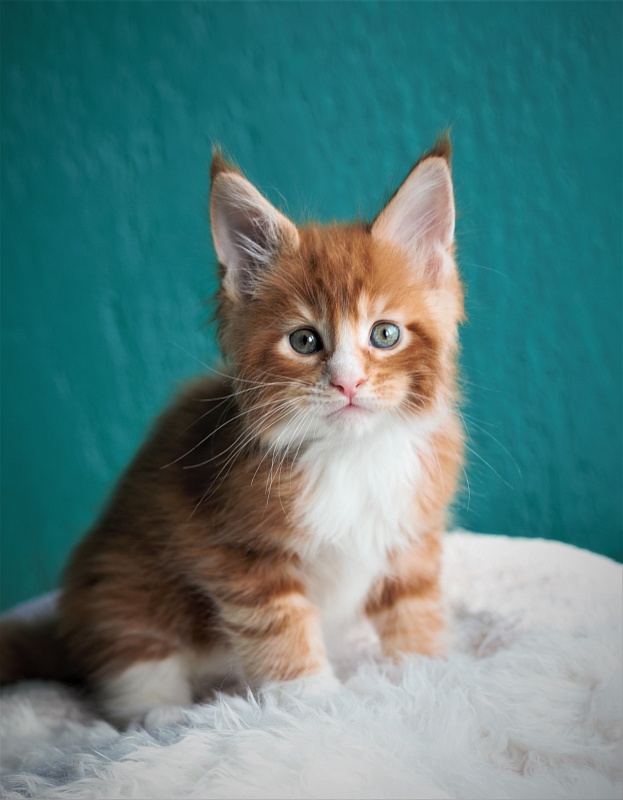 Monterini Ti Rex - Kitten maine-coon 1 month 2.5 weeks