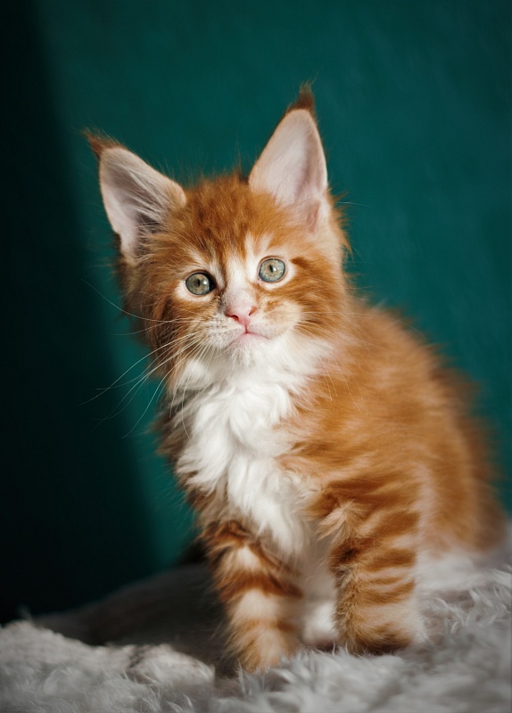 Monterini Ti Rex - Kitten maine-coon 1 month 2.5 weeks