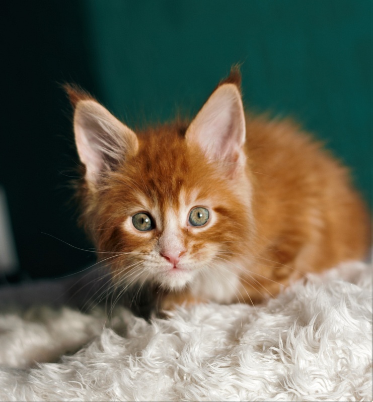 Monterini Ti Rex - Kitten maine-coon 1 month 2.5 weeks