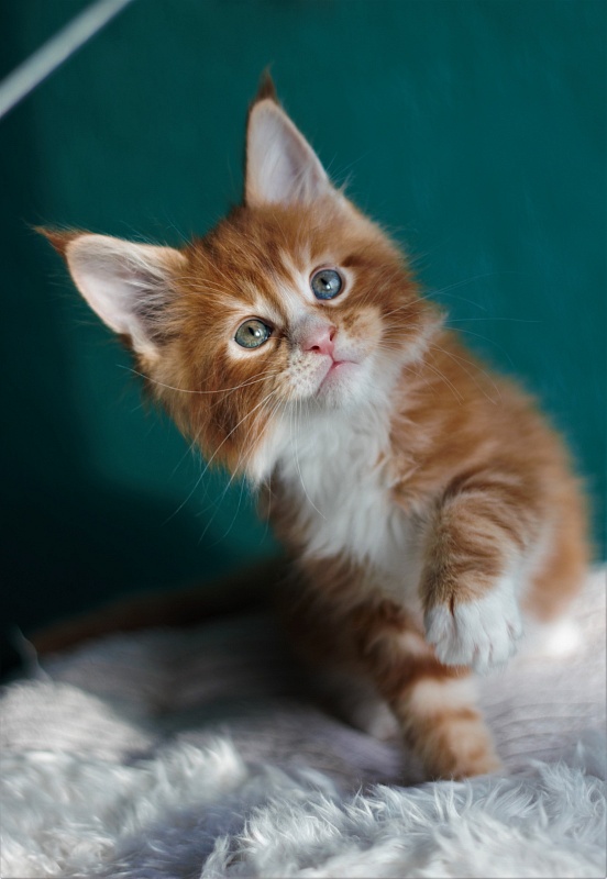 Monterini Ti Rex - Kitten maine-coon 1 month 2.5 weeks