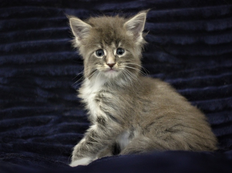Monterini Touareg - Kitten maine-coon 1 month 0.5 weeks