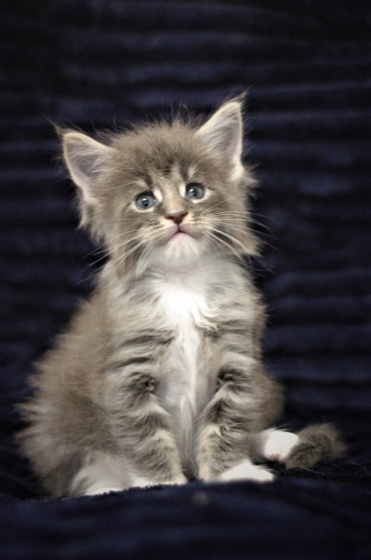 Monterini Touareg - Kitten maine-coon 1 month 0.5 weeks