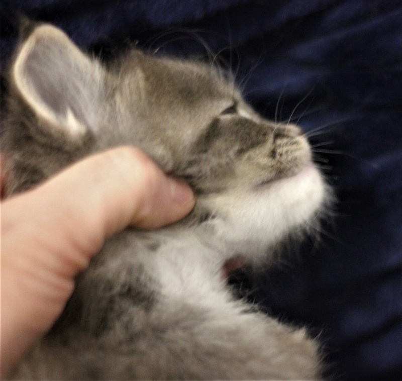 Monterini Touareg - Kitten maine-coon 1 month 0.5 weeks