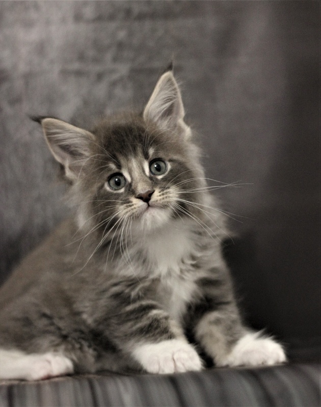 Monterini Touareg - Kitten maine-coon 1 month 2.5 weeks