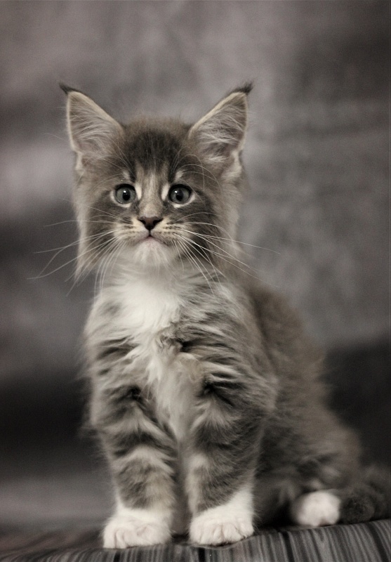 Monterini Touareg - Kitten maine-coon 1 month 2.5 weeks