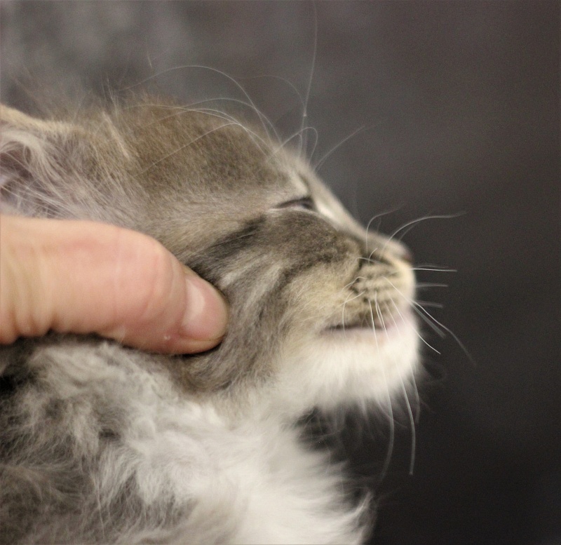 Monterini Touareg - Kitten maine-coon 1 month 2.5 weeks