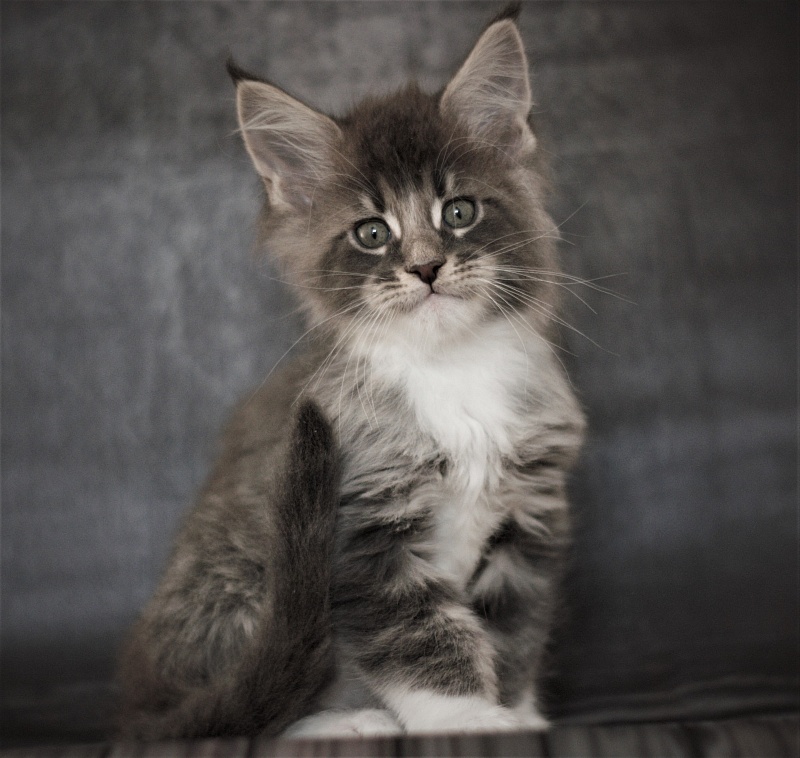 Monterini Touareg - Kitten maine-coon 1 month 3.5 weeks