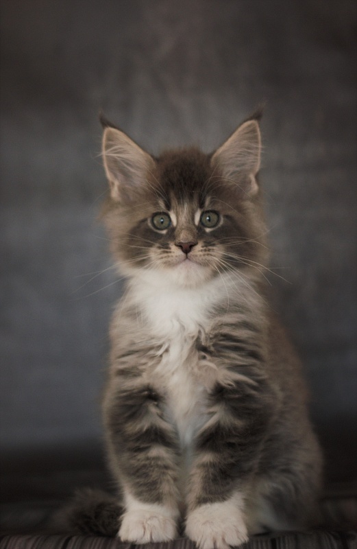 Monterini Touareg - Kitten maine-coon 1 month 3.5 weeks