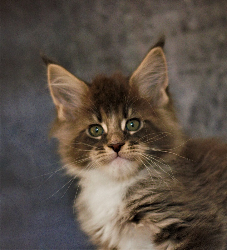 Monterini Touareg - Kitten maine-coon 1 month 3.5 weeks