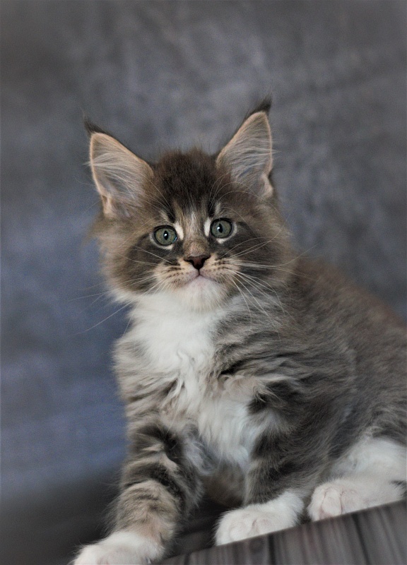 Monterini Touareg - Kitten maine-coon 1 month 3.5 weeks