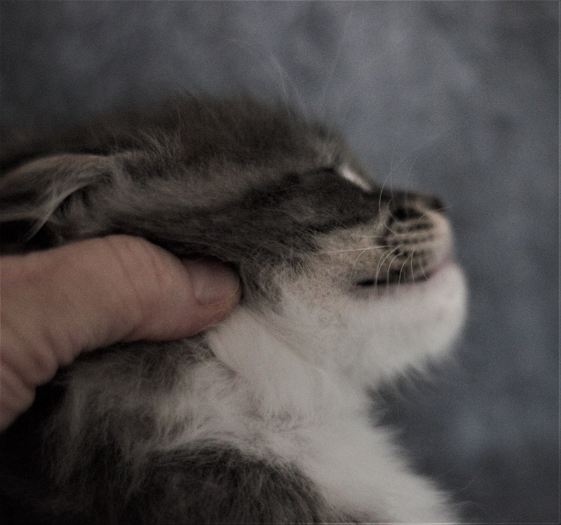 Monterini Touareg - Kitten maine-coon 1 month 3.5 weeks