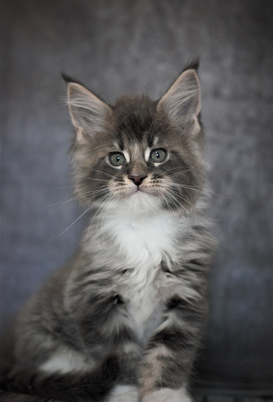 Monterini Touareg - Kitten maine-coon 1 month 3.5 weeks