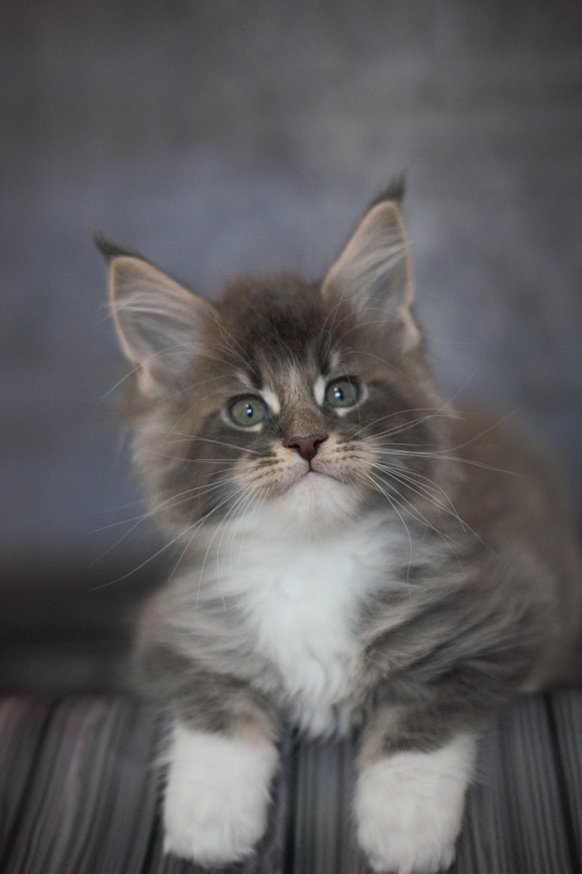 Monterini Touareg - Kitten maine-coon 1 month 3.5 weeks