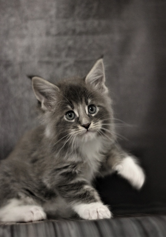 Monterini Touareg - Kitten maine-coon 1 month 2.5 weeks