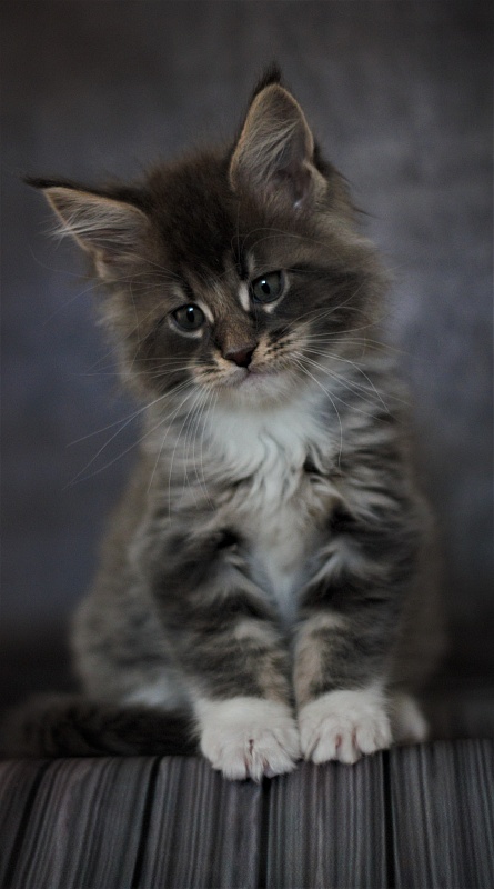 Monterini Touareg - Kitten maine-coon 1 month 3.5 weeks