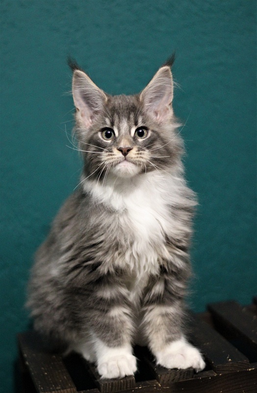 Monterini Touareg - Kitten maine-coon 2 months 3 weeks