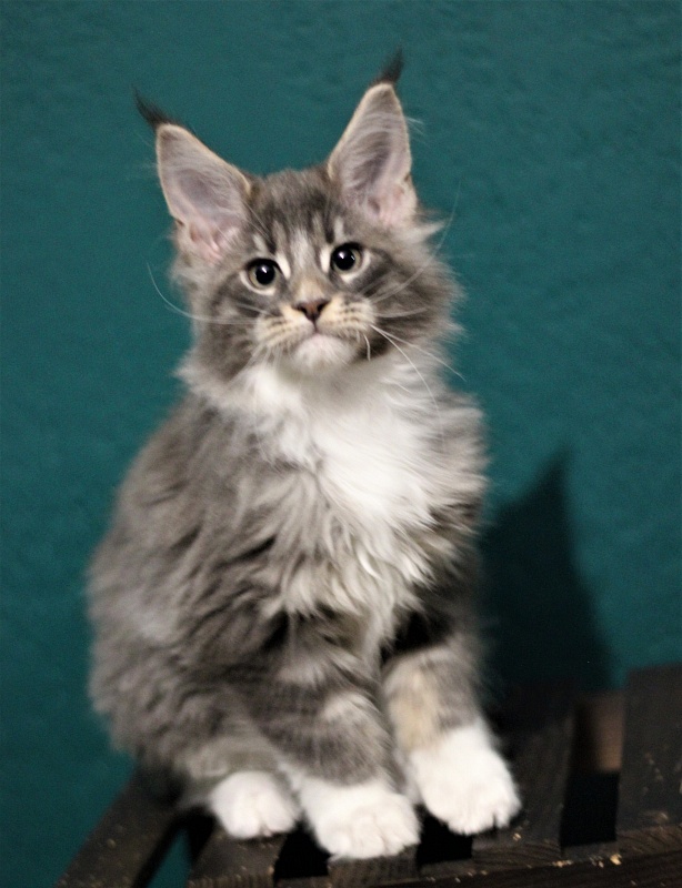 Monterini Touareg - Kitten maine-coon 2 months 3 weeks