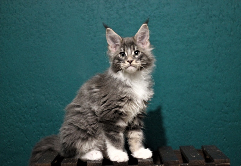 Monterini Touareg - Kitten maine-coon 2 months 3 weeks