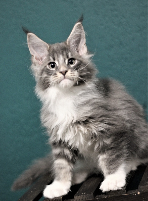 Monterini Touareg - Kitten maine-coon 2 months 3 weeks