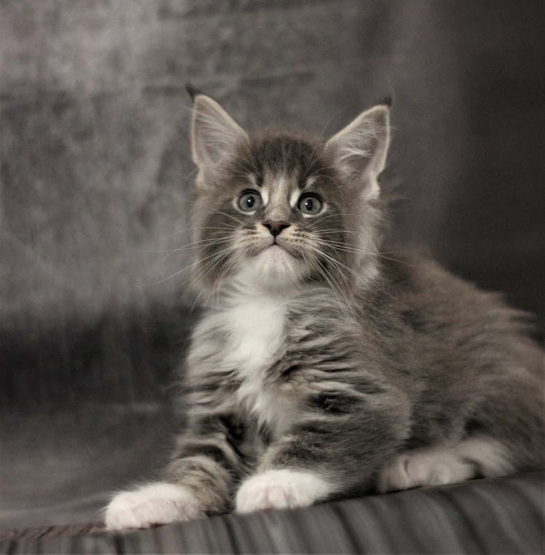 Monterini Touareg - Kitten maine-coon 1 month 2.5 weeks