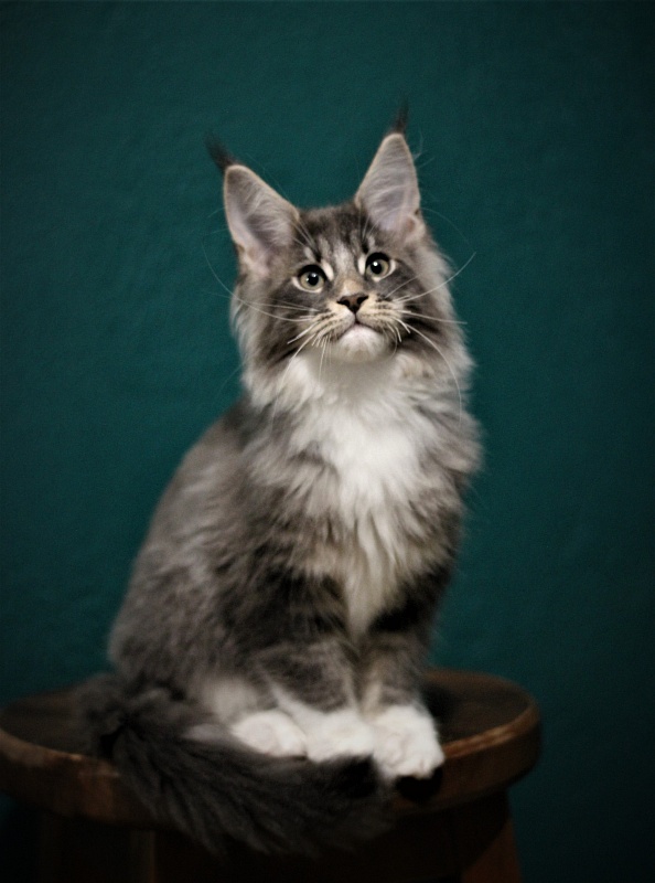 Monterini Touareg - Kitten maine-coon 3 months 0.5 weeks