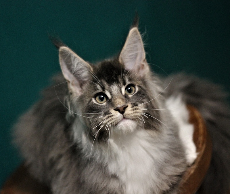 Monterini Touareg - Kitten maine-coon 3 months 0.5 weeks