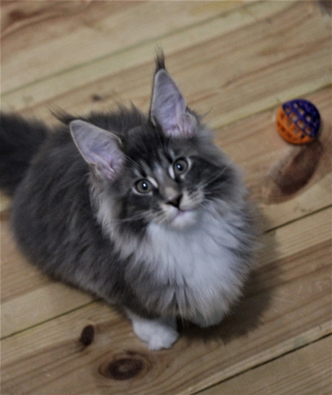 Monterini Touareg - Kitten maine-coon 3 months 0.5 weeks