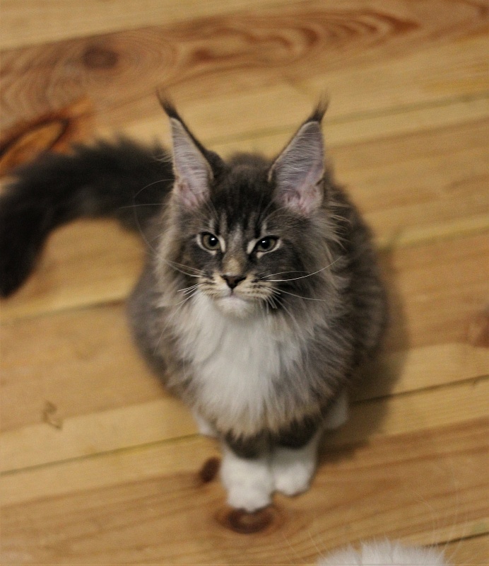 Monterini Touareg - Kitten maine-coon 3 months 0.5 weeks