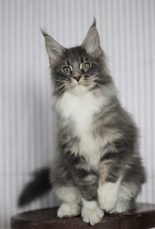 Monterini Touareg - Kitten maine-coon 3 months 3.5 weeks
