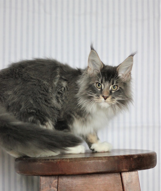 Monterini Touareg - Kitten maine-coon 3 months 3.5 weeks