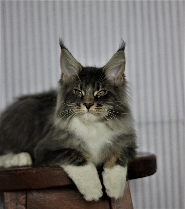 Monterini Touareg - Kitten maine-coon 3 months 3.5 weeks
