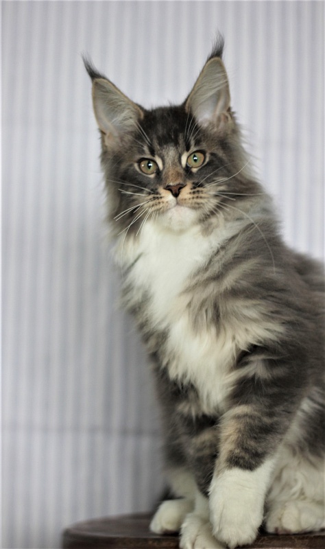 Monterini Touareg - Kitten maine-coon 3 months 3.5 weeks