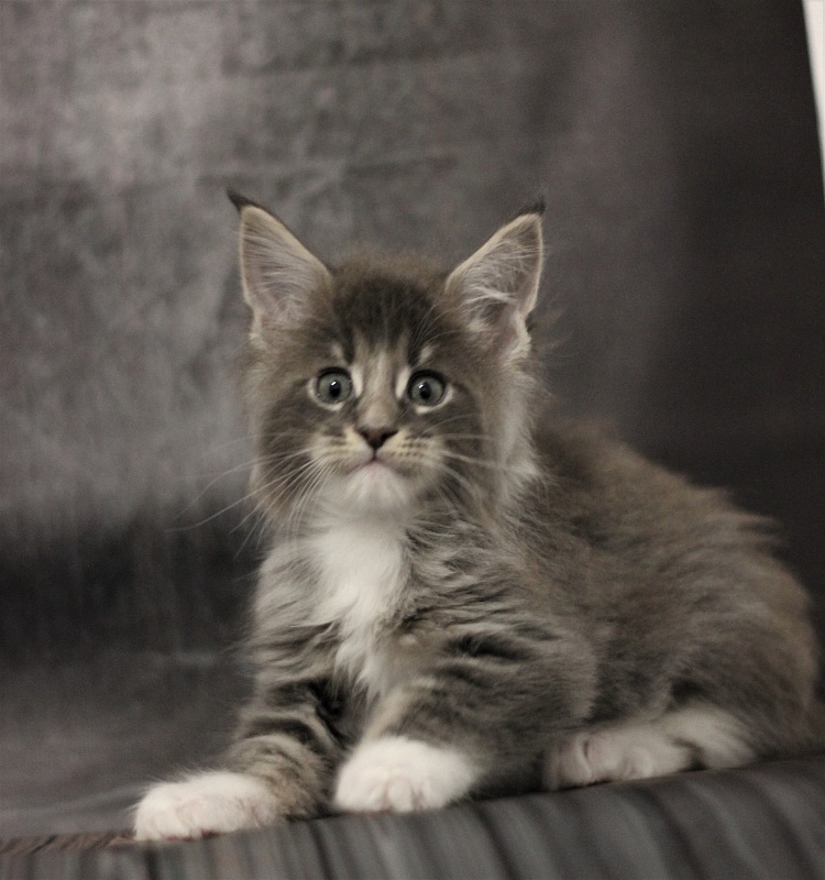 Monterini Touareg - Kitten maine-coon 1 month 2.5 weeks