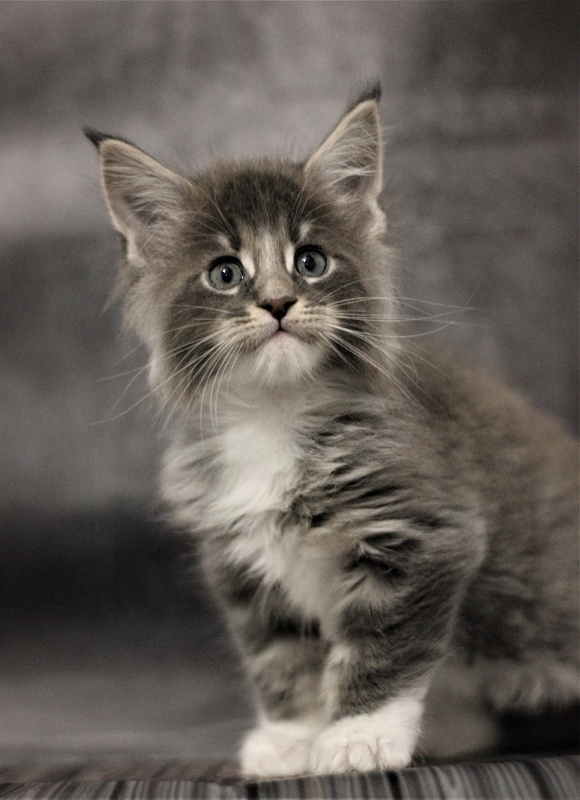 Monterini Touareg - Kitten maine-coon 1 month 2.5 weeks