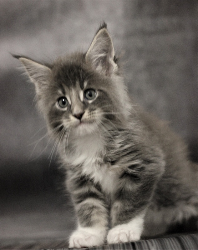 Monterini Touareg - Kitten maine-coon 1 month 2.5 weeks