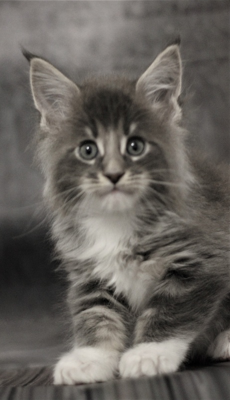 Monterini Touareg - Kitten maine-coon 1 month 2.5 weeks