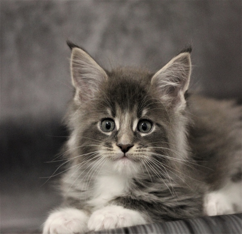 Monterini Touareg - Kitten maine-coon 1 month 2.5 weeks