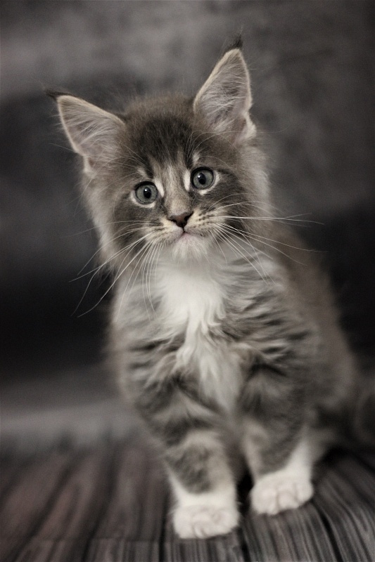 Monterini Touareg - Kitten maine-coon 1 month 2.5 weeks