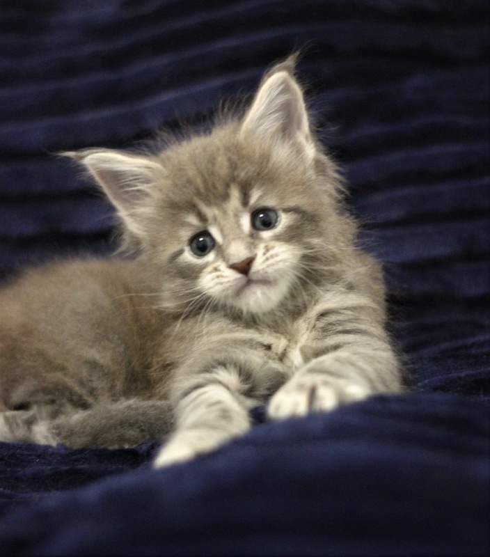 Monterini Tinni - Кошеня мейн-кун 1 місяць 0,5 тижнів