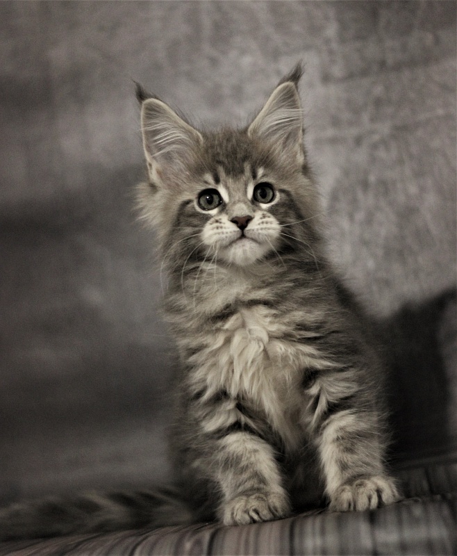 Monterini Tinni - Кошеня мейн-кун 2 місяця 0,5 тижнів