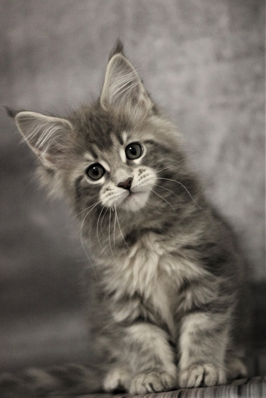 Monterini Tinni - Кошеня мейн-кун 2 місяця 0,5 тижнів