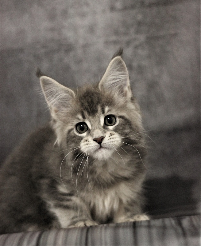 Monterini Tinni - Кошеня мейн-кун 2 місяця 0,5 тижнів