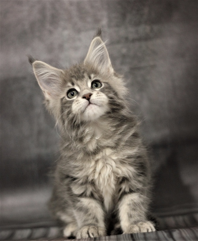 Monterini Tinni - Кошеня мейн-кун 2 місяця 0,5 тижнів