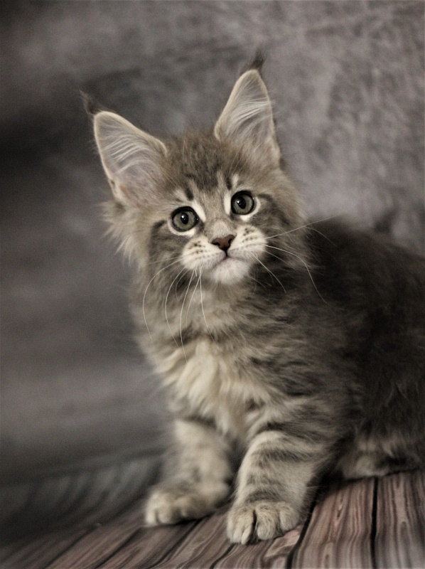 Monterini Tinni - Кошеня мейн-кун 2 місяця 0,5 тижнів